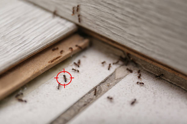  Guntersville, AL Pest Control Pros